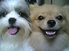 -彩虹桥宠物火化殡葬善终服务(金乐大厦店)