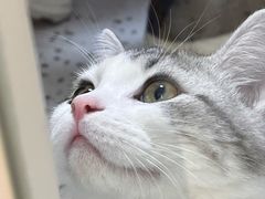 -瑞派康怡24h宠物医院·犬猫医疗中心·微创绝育(瑞景分院)