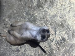 -绿色星球动物主题公园