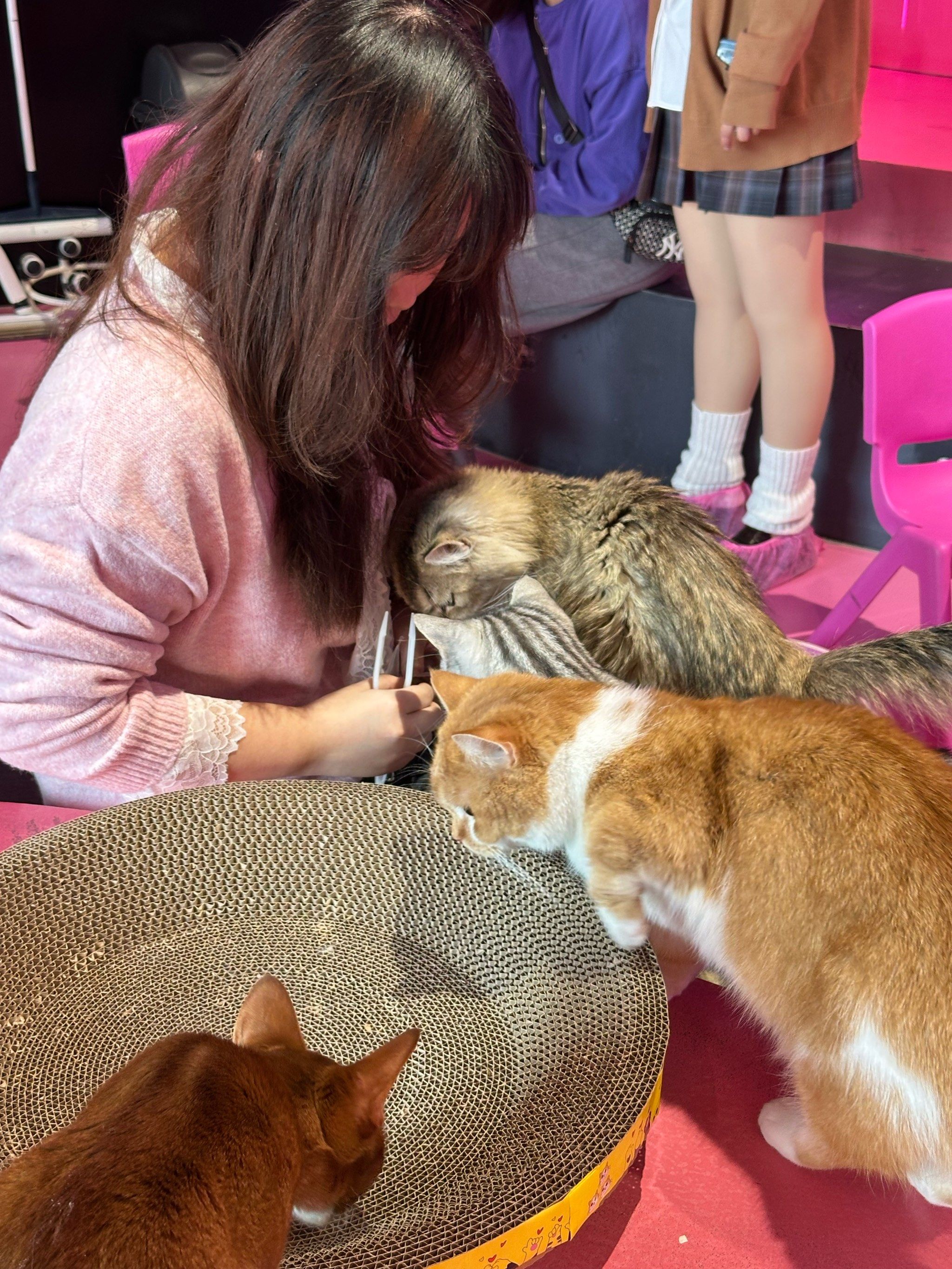 和好朋友一起来玩的,猫猫特别可爱,阿娃小