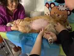 -纳吉亚猫专科动物医院(康都外科中心)