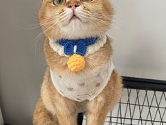 -伟伟宠物医院·CT影像中心·瑞派犬猫综合性门诊(汉口总院)