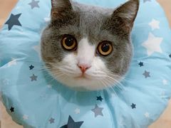 -伟伟宠物医院·瑞派猫友好医院·猫科(光谷店)