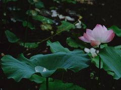 -荷塘月色湿地公园·向阳花洲