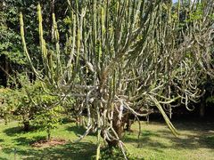 -中国科学院西双版纳热带植物园