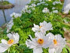 -合肥滨湖国家森林公园