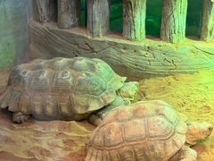 -华夏文旅西安度假区