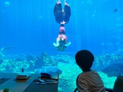 -涛·海底餐厅·美人鱼·自助餐·海底隧道(三亚海棠湾洲际度假酒店)