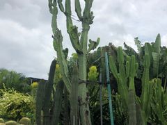 -亚龙湾国际玫瑰谷