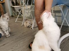 -猫亿天猫咖