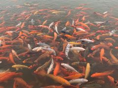 -春晖园度假酒店温泉