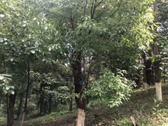 -铁山坪森林公园