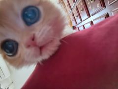 -瑞派福兴宠物医院犬猫全科·骨科·中西医结合(河东店)