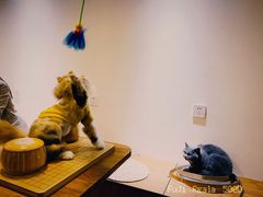 -有猫主题·治愈系猫咖(曾厝垵店)