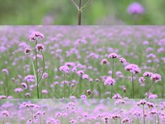 -洋湖国家湿地公园