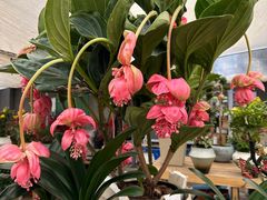 -龙大花卉苗木市场