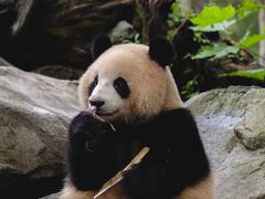 -都江堰中华大熊猫苑