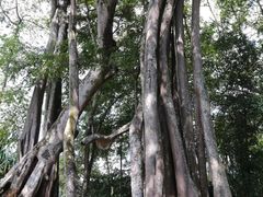 -瑞丽独树成林风景区