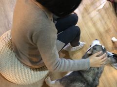 -Husky Go! 哈士奇体验馆·宠物咖啡厅狗咖