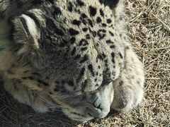 -青藏高原野生动物园