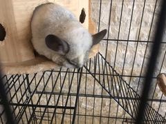 -平行世界·猫咖(首经贸店)