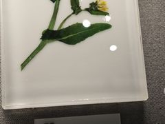 -四川大学博物馆