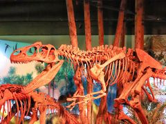 -正佳自然科学博物馆