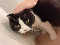 -猫儿山۰猫主题餐厅