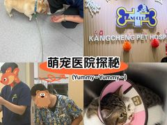 -康成宠物医院24H·CT·核磁共振