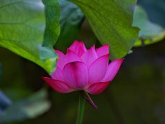 -顾村公园