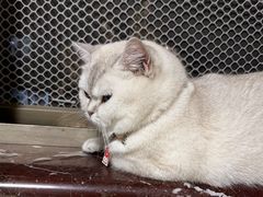 -爱侣宠医·鹦鹉专科·小型哺乳类·异宠专科(灵石路店)