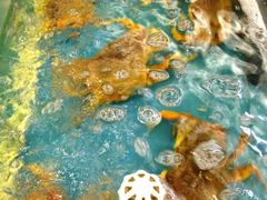 iphone_upload_pic-龙景轩大酒店(宝杨路店)