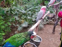 -南宫五洲植物乐园