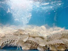 -桔子海鲜烧烤大排档(金沙滩店)