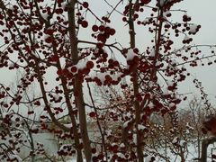 -永定河休闲森林公园