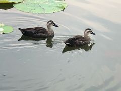 -前关湿地公园