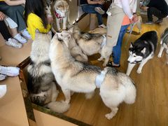 -Husky Go! 哈士奇体验馆·宠物咖啡厅狗咖