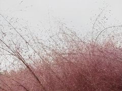 -金卉庄园