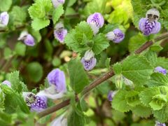 -国家植物园南园