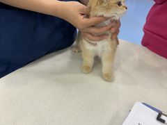 -博特宠物医院24h犬猫全科.骨科·异宠