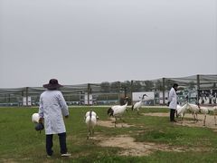 -盐城丹顶鹤湿地生态旅游区