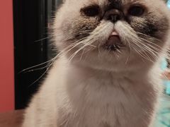 -猫色咖啡·猫咖