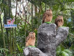 -广州长隆飞鸟乐园