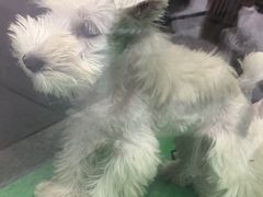 -萌兽医馆·眼科·异宠专科(三里屯店)