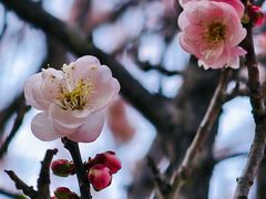 -中山市树木园