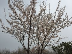 -明秦王墓遗址