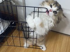 -momokira米努特·德文卷毛猫·棉花面纱犬