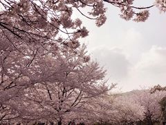 -武汉大学-樱园