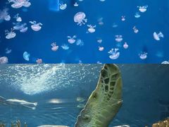 -上海海洋水族馆