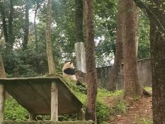 -中国大熊猫保护研究中心雅安碧峰峡基地